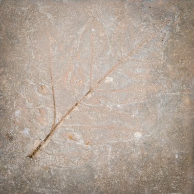 taş yaprak izlenimi