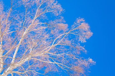 Mavi gökyüzü ile kışın ağaçlar donmuş