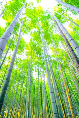 Bambu ormanı güneşli sabah