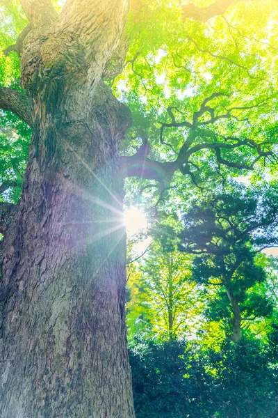 Forest trees ,High definition images — Stock Photo, Image