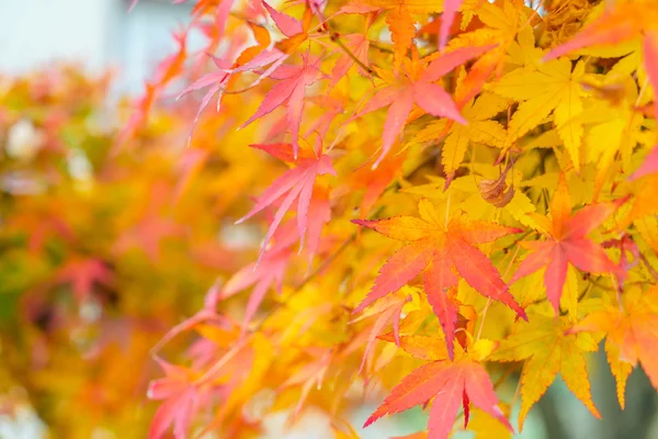 Schöne bunte Herbstblätter — Stockfoto