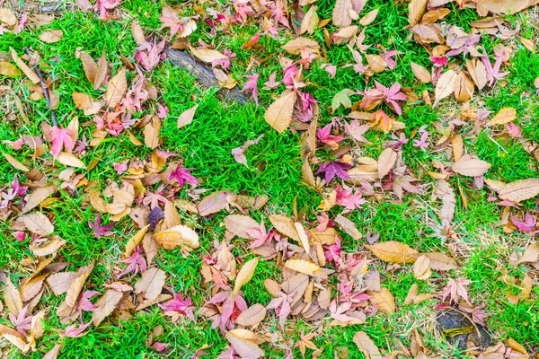 Vermelho amarelo outono folhas de bordo na primavera fresca grama verde — Fotografia de Stock