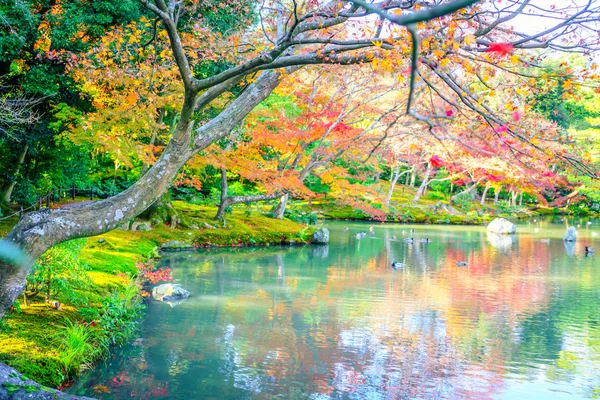 Bosque de otoño con río — Foto de Stock