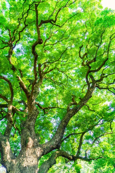 Árvores florestais, imagens de alta definição — Fotografia de Stock