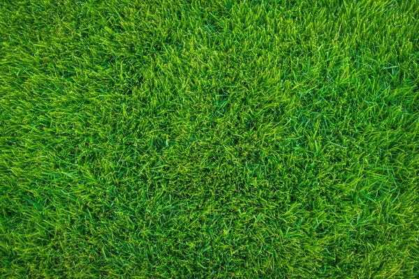 Close-up image of fresh spring green grass . — Stock Photo, Image