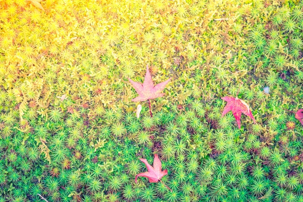Červená žlutá podzimní Javorové listy čerstvé jarní zelené trávy — Stock fotografie