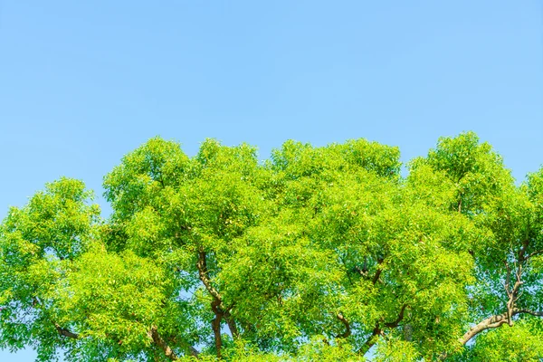 Árboles forestales, Imágenes de alta definición — Foto de Stock