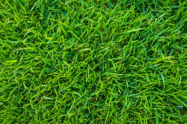 Close-up beeld van verse lente groen gras . — Stockfoto