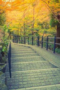 Way in forest .  ( Filtered image processed vintage effect. )