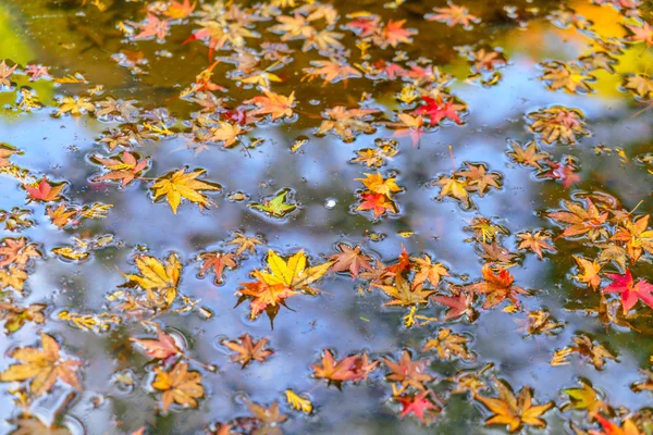 Kolorowa jesień klon liść na wodzie — Zdjęcie stockowe