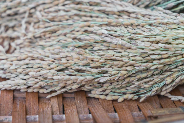 Close-up van rijst graan . — Stockfoto