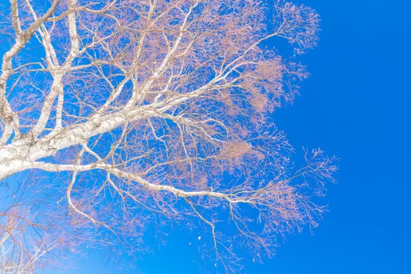 Zamrzlé stromy v zimě s modrou oblohou — Stock fotografie