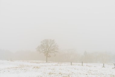 Kar kış manzara ağaçta