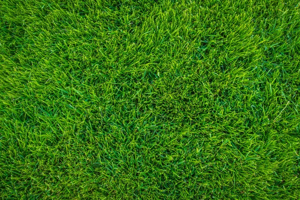 Close-up image of fresh spring green grass . — Stock Photo, Image