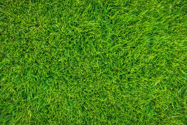 Close-up image of fresh spring green grass . — Stock Photo, Image