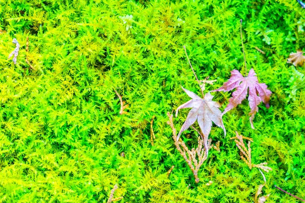 Piros sárga Őszi juharlevelek a friss tavaszi zöld fű — Stock Fotó