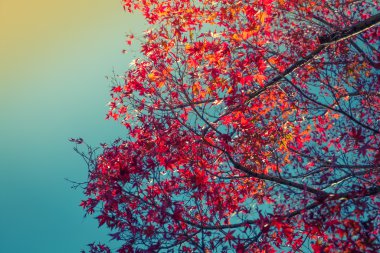 Güzel renkli sonbahar yaprakları