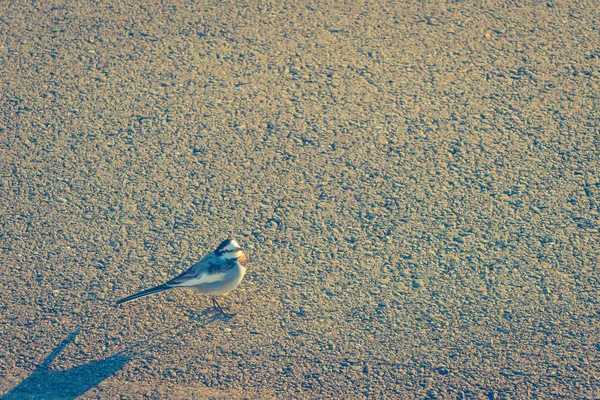 Птица на дороге. (Filtered image processed vintage effect . ) — стоковое фото