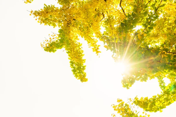 Hermosas hojas coloridas de otoño —  Fotos de Stock