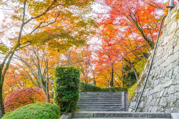 Hermosas hojas coloridas de otoño . —  Fotos de Stock