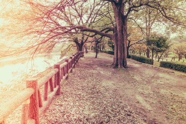 Way in forest .  ( Filtered image processed vintage effect. )