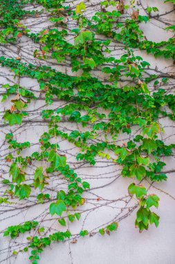 yaprakları ile eski taş duvar .