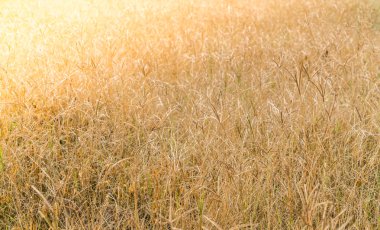 Kuru çim sahası., yüksek çözünürlüklü görüntüleri