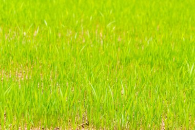 Yeşil pirinç alan., yüksek çözünürlüklü görüntüleri