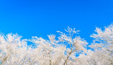 Mavi gökyüzü ile kışın ağaçlar donmuş