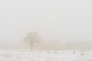 Kar kış manzara ağaçta
