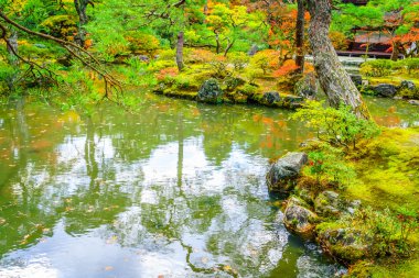 Nehirli sonbahar ormanı
