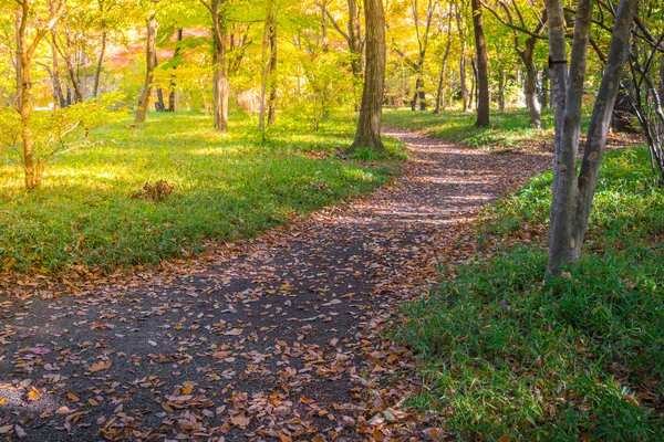 Way in forest .,High definition images — Stock Photo, Image