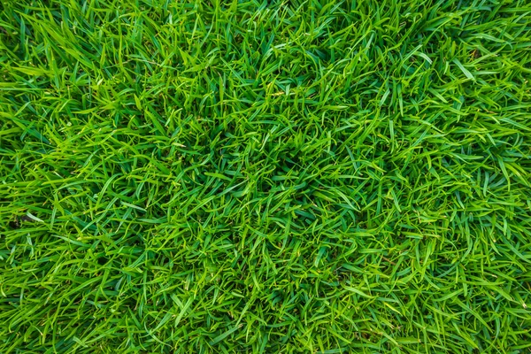 Close-up image of fresh spring green grass . — Stock Photo, Image