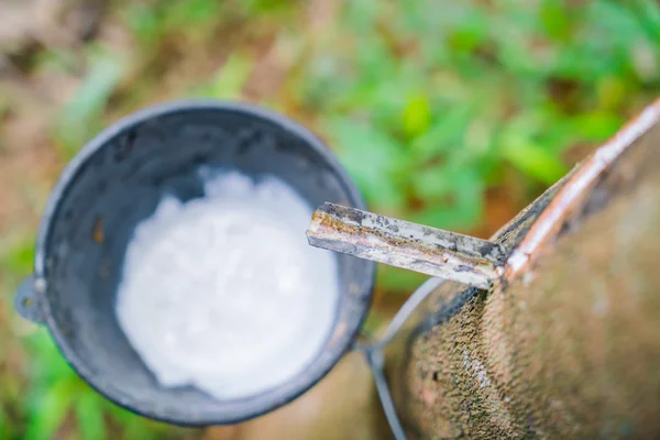 Milch aus Gummibaum fließt in eine Schüssel . — Stockfoto