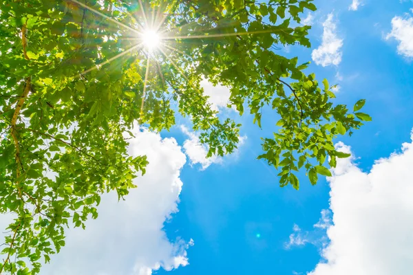 Bei rami di alberi su cielo blu  . — Foto Stock