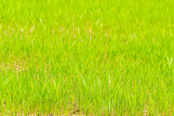 Campo de arroz verde., Imágenes de alta definición — Foto de Stock