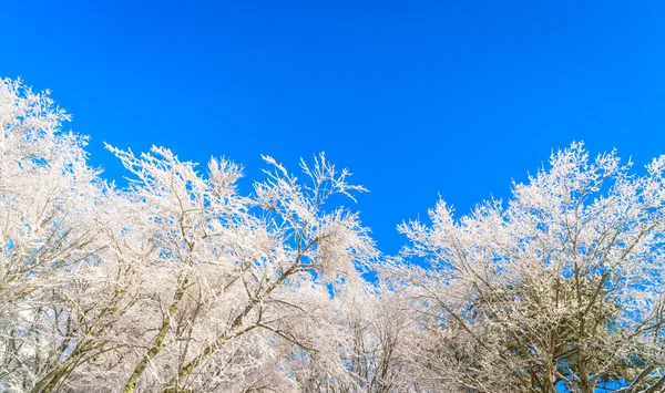 Frozen trees in winter with blue sky — Stock Photo, Image