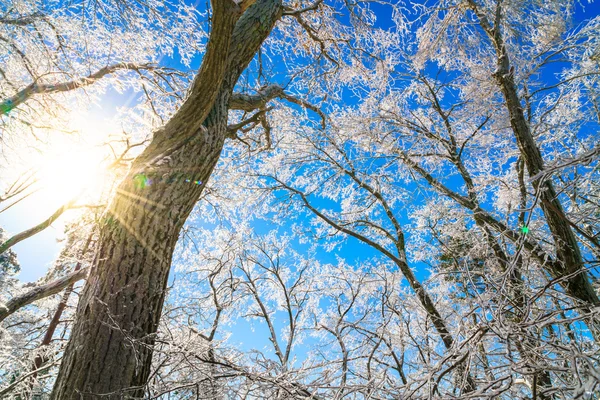 Arbres gelés en hiver avec ciel bleu — Photo