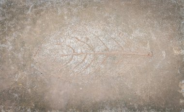 taş yaprak izlenimi