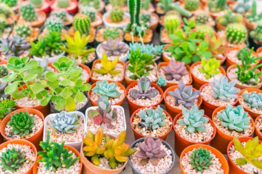 Güzel küçük kaktüs alan .