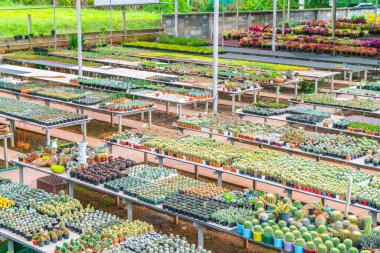 Güzel küçük kaktüs alan .