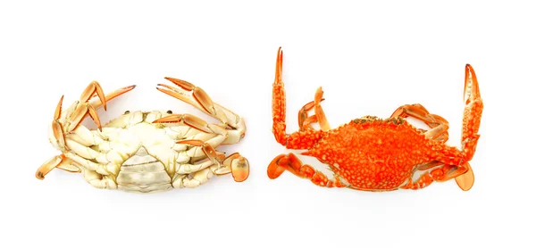 Crabes cuits à la vapeur sur fond blanc . — Photo