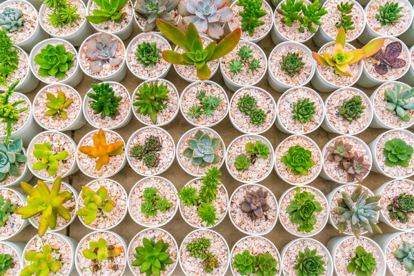 Bellissimo piccolo campo di cactus  . — Foto Stock