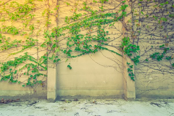 Kırmızı yaprakları ile eski taş duvar. (Filtre uygulanmış görüntü işleme vinta — Stok fotoğraf