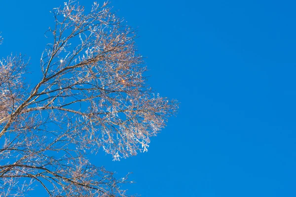 Árvores congeladas no inverno com céu azul — Fotografia de Stock