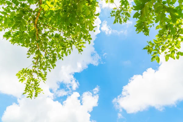 Prachtige bomen branch op blauwe hemel . — Stockfoto