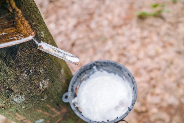 La leche del árbol de goma fluye en un tazón  . — Foto de Stock