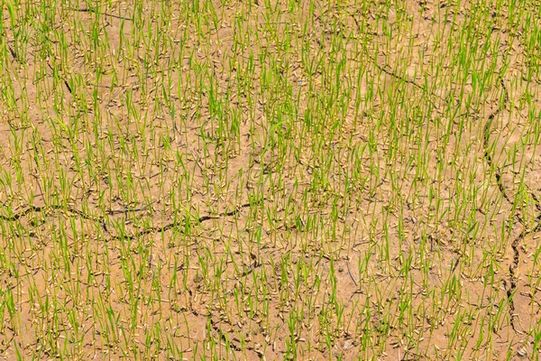 Green rice field  .,High definition images — Stock Photo, Image