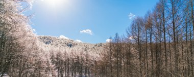 Mavi gökyüzü ile kışın ağaçlar donmuş