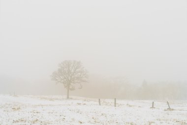 Kar kış manzara ağaçta